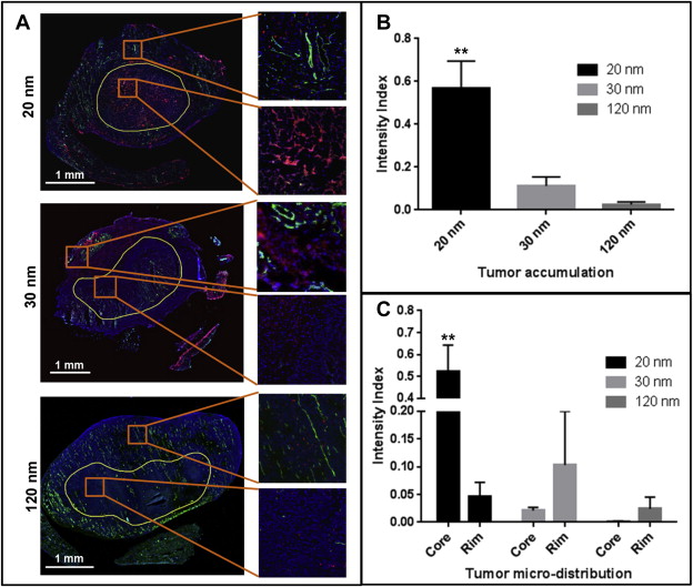 A highly tumor-targeted nanoparticle of podophyllotoxin penetrated tumor core and regressed multidrug resistant tumors.