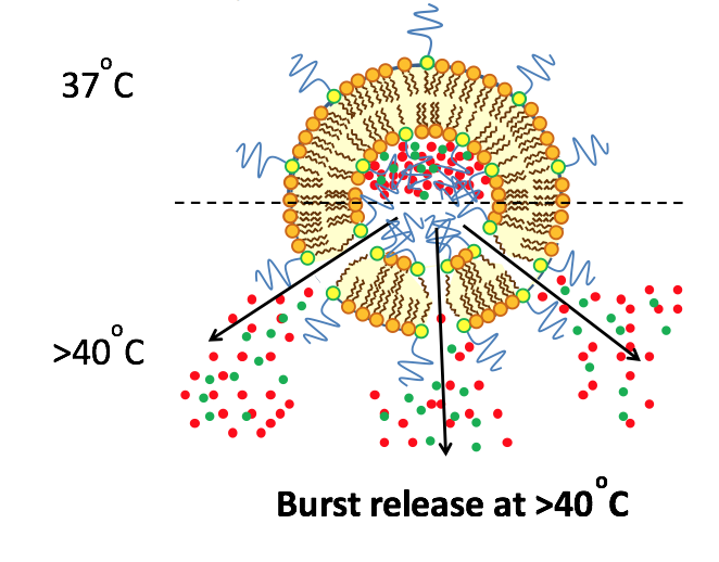 Heat Activated Cytotoxic Thermosensitive Liposomes Laboratory Of