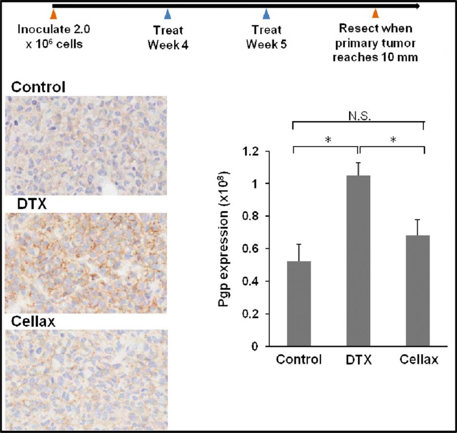 Multidrug Resistance (MDR) Laboratory of Targeted Drug